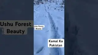 Ushu Forest Beauty with Kamal Ka Pakistan, heavy snowfall #ushuforest #snowfall #foryou #fyp #