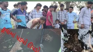 Leopard fell into a well in Kumbhiya village of Tapi district 😱Watch the full video of the rescue #gujarat #wildlife