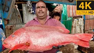 Mosadi fish cutting video/fishcuttingrs#fishcuttingrs #fish #kasimedu 
