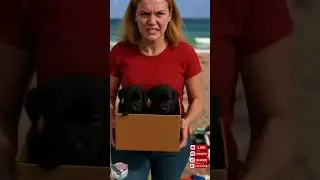 The Story of the Little Black Dog and the Delivery Driver#USA #Pov #funny