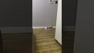 Excited Dogs Running In House #short #stupiddog #puppy