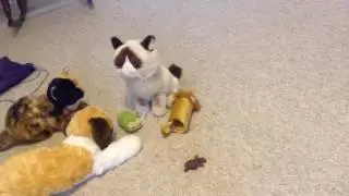 Grumpy's Big Day