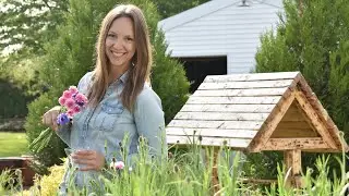 How to Harvest Bachelor's Buttons for your Cut Flower Garden // Northlawn Flower Farm