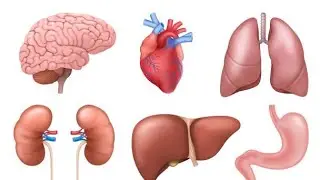 Vital Organs and It's Functions: Heart, Kidneys, Lungs, Brain, Liver | Human body | Human anatomy 