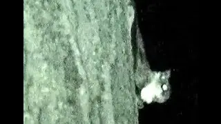Southern Flying Squirrels at night - Southwest Ontario Canada Aug 2018