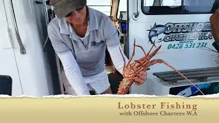 Lobster Fishing with Offshore Charters W.A || Geraldton Western Australia