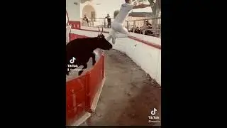 kızgın boğa azkalsın adamı delecekti
