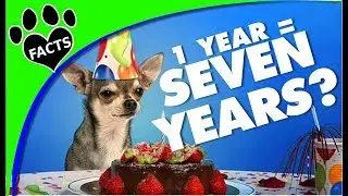 How Old Is My Dog in Dog Years?  Dog Age vs Human Dogs 101