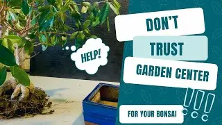 How Repotting Ficus Bonsai - Do It Yourself (Bonsai Diary) #27