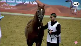N196 NEBRAS AL WAAB - Qatar Peninsula AHS Individual Owners 2022 - Stallions 7+ Years Old (Class 11)