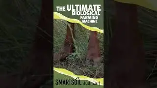 Grazing animals are the ULTIMATE farming machinery