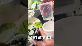 Winter Hoya Watering Mistake