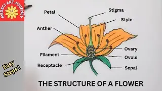 How to Draw parts of Flower /Science & Biology Drawing/ Longitudinal Section/ Class 8 to 12 students