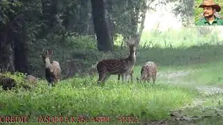 Long time with Spotted Deer at  Duars Forest.