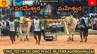 Parameswara and Maheswara in yerragondapalem  won 2nd place in 2 teeth bull race