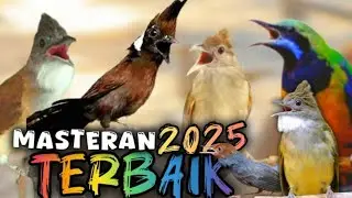 ✨ MASTERAN BURUNG PREMIUM – Sekali Dengar Langsung NEMPEL