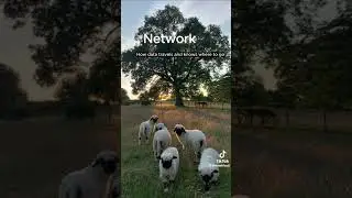 Network Layer