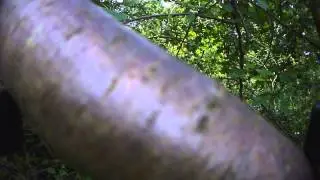FPV quad crash in tree - prime lesson in fpv risk.