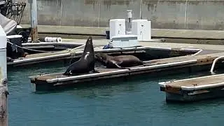 Barking Wild SEALS Don&rsquo;t Want To Share Dock 🦭🦭 Dana Point California 