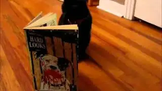 cricket.gif.wmv