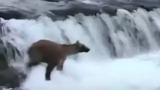 Mama Bear Jumps Into River to Save 3 Cubs