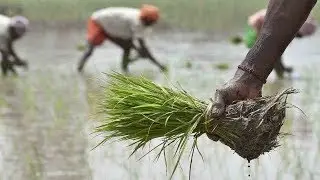 Indian farm loan waivers could do more harm than good