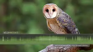 Australian Masked Owl - Sounds and Calls