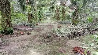 kebun sawit milik pt putra manungggal perkasa (pmp) cabang dari PT Austindo Nusantara Jaya  (ANJ)