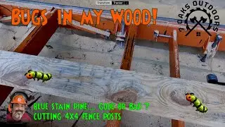 Bugs in my wood!! Is blue stain pine good or bad?