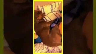 #funnypetmoments #animalhilarity #comicalcats #cutenessoverload #funnytails #happypets