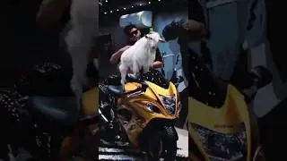 Manzil Pathan Goats Collection Bantam #viral #lifestyle #hayabusa