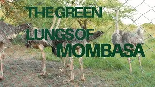 THE GREEN LUNGS OF MOMBASA || NGUUNI NATURE SANCTUARY