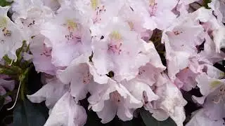 Carson's Nursery In Bloom