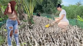 Full: Ducks Board the Truck to the Rice Field | Full Transport Process