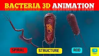 What are bacteria?&nbsp;| bacteria 3d animation 