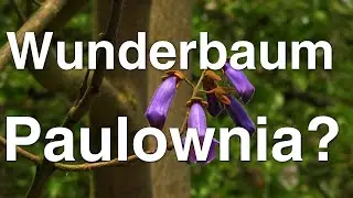 Der neue Wunderbaum? Paulownia tomentosa - der Blauglockenbaum - Mielkendorf