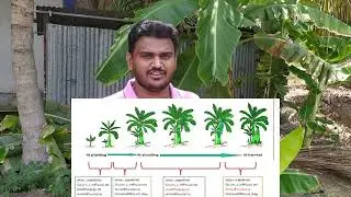 Banana -Top 2 Bottom Fertilizer schedule- Part 1