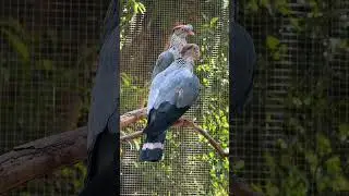 髻鸠 Topknot Pigeon  　Lopholaimus antarcticus #pigeon  #pigeons #dove #doves