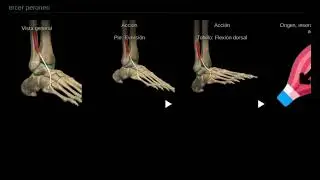 M&uacute;sculo Fibular Tercero