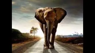 Flying Elephant -  Spinozar
