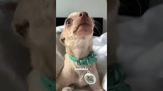 Animal Dance Challenge: Who's the Best?
