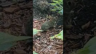Hungry Baby #rabbit Exploring our Vegetable #garden