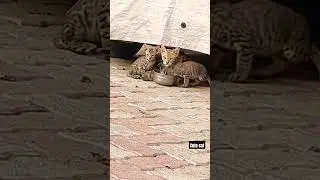 cute cat #crowlovers #crowlovers #catcare #cat #nature #catbehavior #ytbirds #kitten #cute #yt