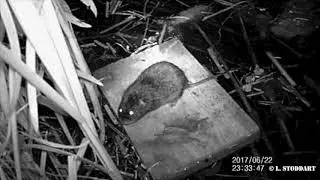 A Fenland Water Vole Using a Survey Raft