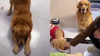 Мао Мао поклонился тебе ❤️#聪明旺豆豆
