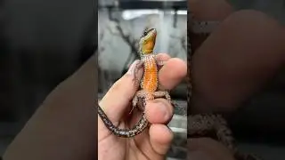 I hatched some very rare little lizards! #herptime #lizard #reptile #asmr #shorts