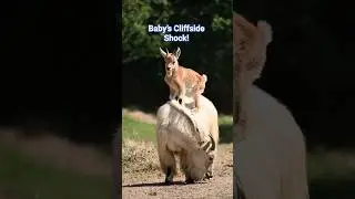 _Baby&rsquo;s Surprise Cliffside Moment! Mom Runs as Toddler Squeals 😱 #BabyShock #MomFails #Rockies_
