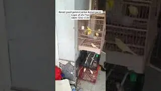 pusat kenari murah jakarta Bogor Depok Bekasi Cikarang Cibubur . paud garansi jantan kenari gacor. t