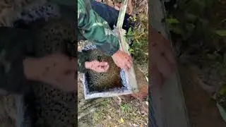 madu kelulut from our farm