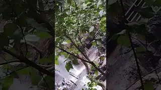 Talakona Waterfalls | Seshachalam Forest | AP | KVB